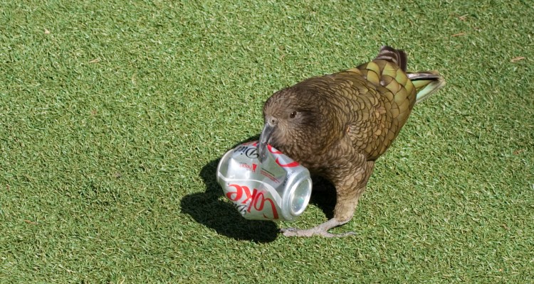 Nestor_notabilis_ San_Diego_Zoo_USA_ picking_up_empty_can 8a